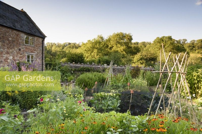 Le jardin clos du College Barn, Somerset en juillet avec des plantes ornementales et des légumes, y compris des heleniums, des verges d'or et des brassicas en filet