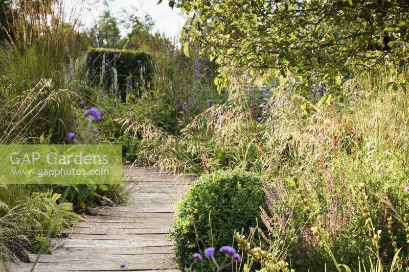 Chemin de terrasse en bois encadré de plantations comprenant une boîte coupée, des plantes vivaces herbacées et des graminées au College Barn, Somerset en juillet.