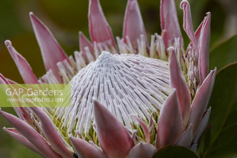 Fleur de Protea cynaroides. Juillet. Été.