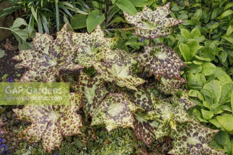 Podophyllum 'Spotty Dotty' - Mai