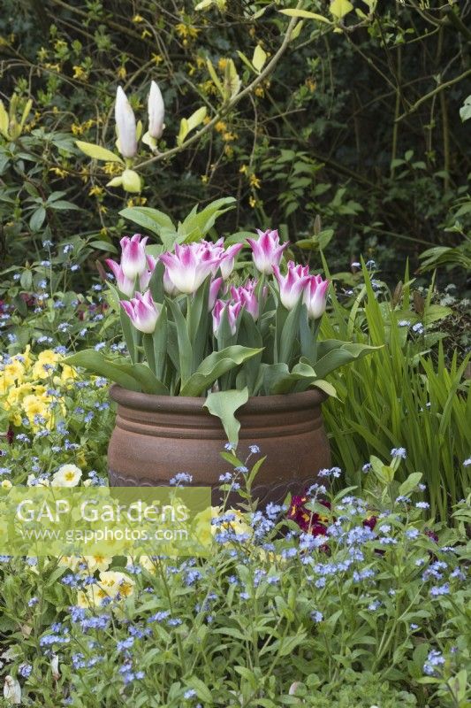 Tulipe 'Whispering dream' en pot avec Primulas, Myosotis et Magnolia en parterre de fleurs printanières