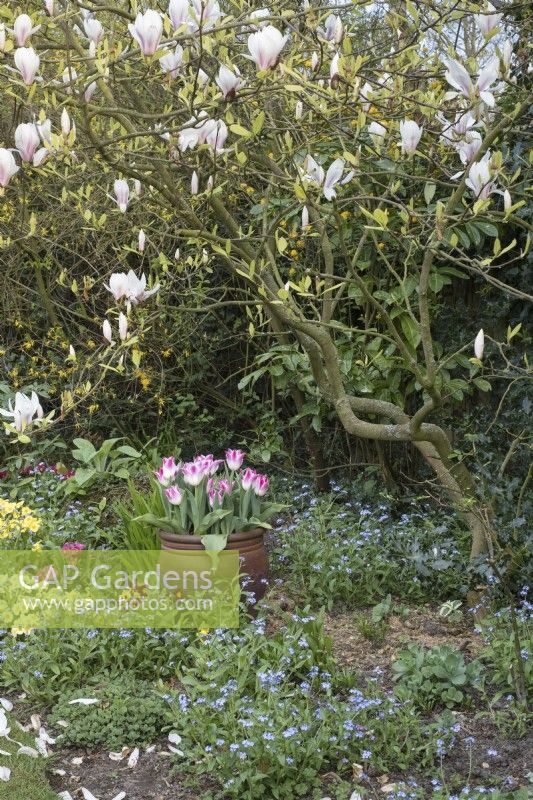 Tulipe 'Whispering dream' en pot avec Primulas, Myosotis et Magnolia en parterre de fleurs printanières