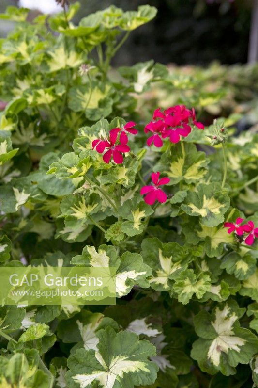 Pélargonium 'Happy Thought Red'