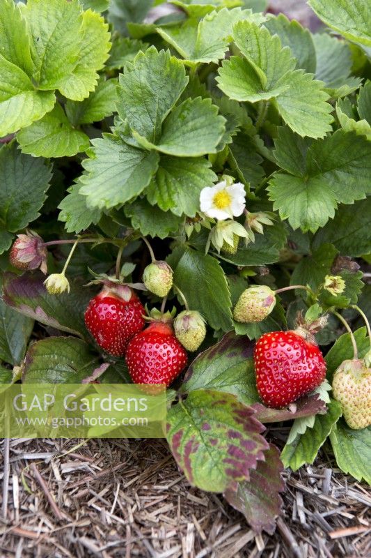Strawberry Parfum Freeclimber cultivant des plantes avec des fruits et des fleurs