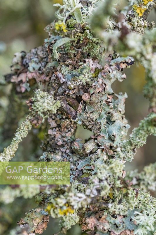 Lichens mixtes dont Parmelia sulcata poussant sur une branche en hiver - janvier