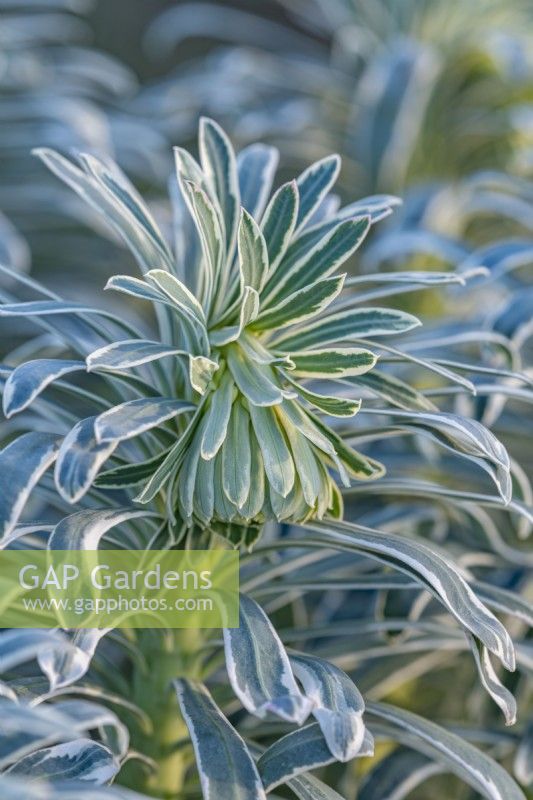 Euphorbia characias 'Glacier Blue' feuillage panaché en hiver - Janvier