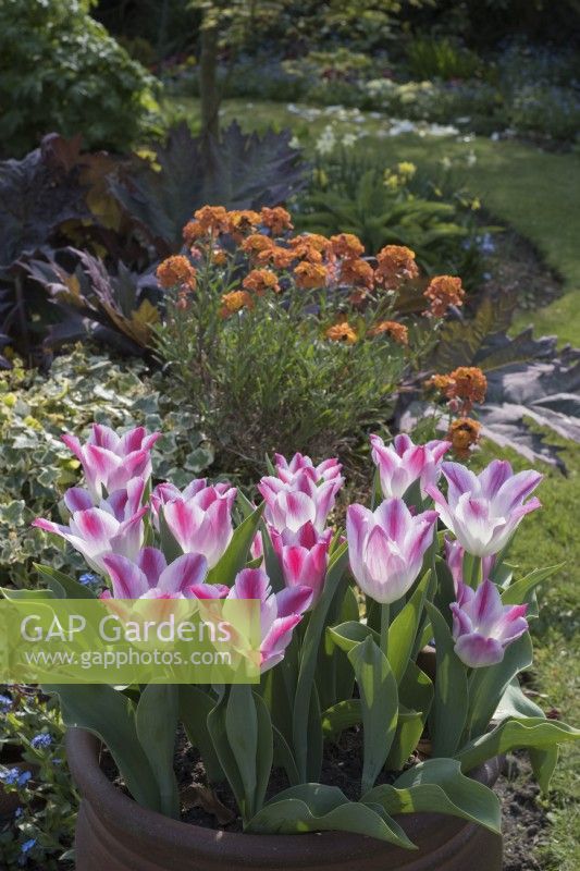 Tulipe 'Whispering dream' en pot avec Erysium 'Apricot Delight', Rheum palmatum 'Atrosanguineum'