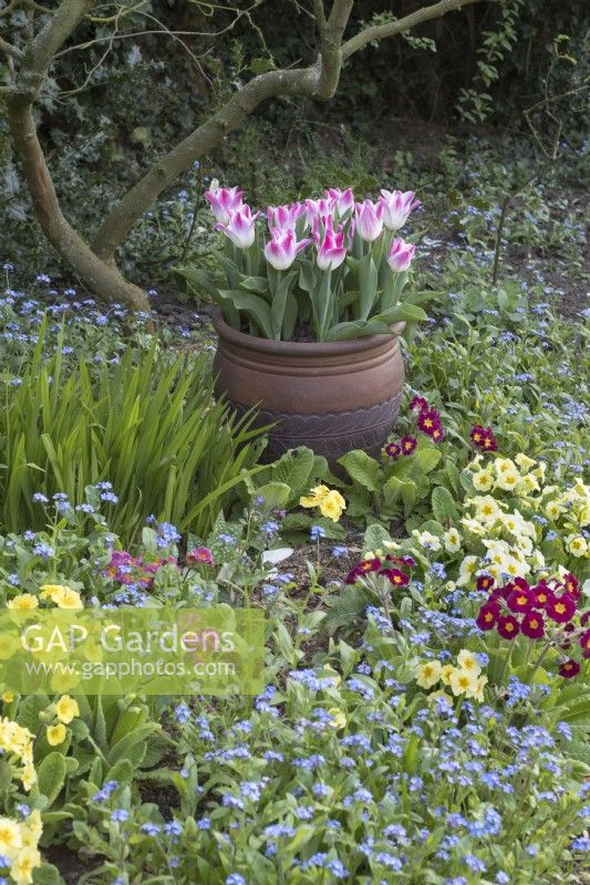 Tulipe 'Whispering dream' en pot avec Primulas et Myosotis en parterre de fleurs printanières