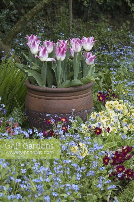 Tulipe 'Whispering dream' en pot avec Primulas et Myosotis en parterre de fleurs printanières
