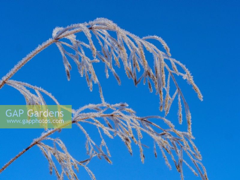 Courbe commune - Agrostis capillaris au milieu de l'hiver gelé