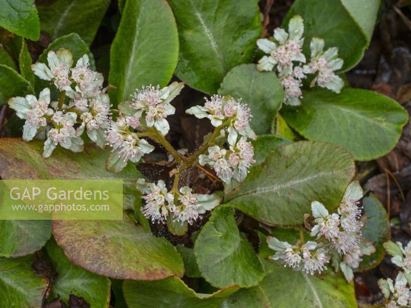 Chrysosplenium macrophyllum en fleur mi février Norfolk