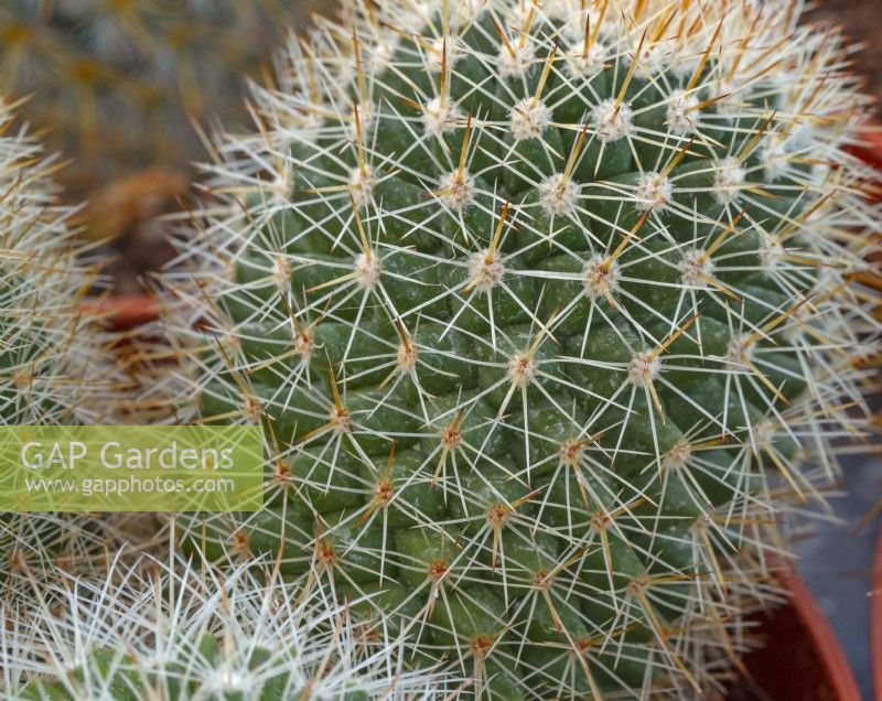 Cactus Mammillaria gros plan d'épines