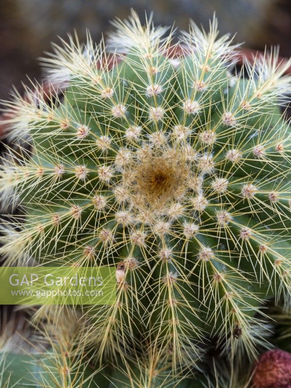 Parodia magnifica - Close up d'épines de cactus