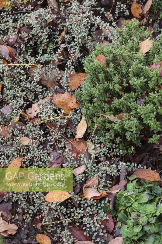 Cotoneaster atropurpureus 'Variegatus' et Hebe couverts de feuilles d'automne tombées