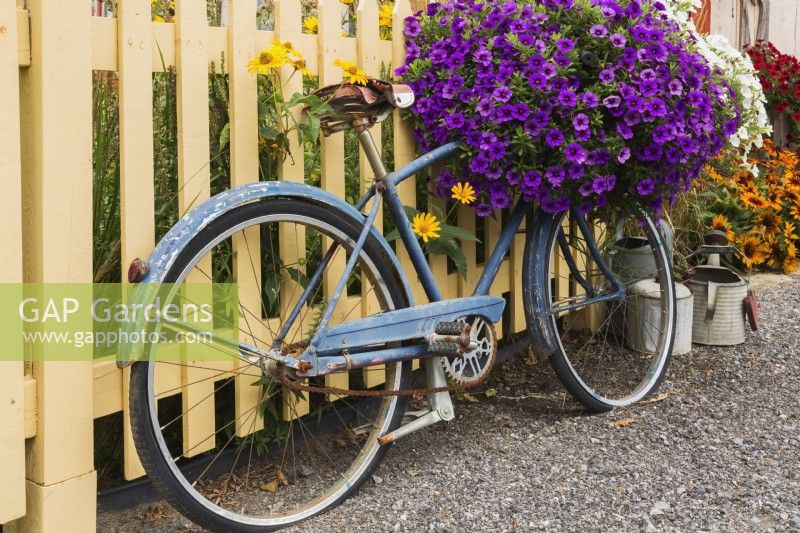 Vieux vélo bleu contre une palissade peinte en beige et décoré de fleurs Petunia hybrida x 'Purple Wave' dans le jardin de campagne de la cour avant en été, Québec, Canada - août
