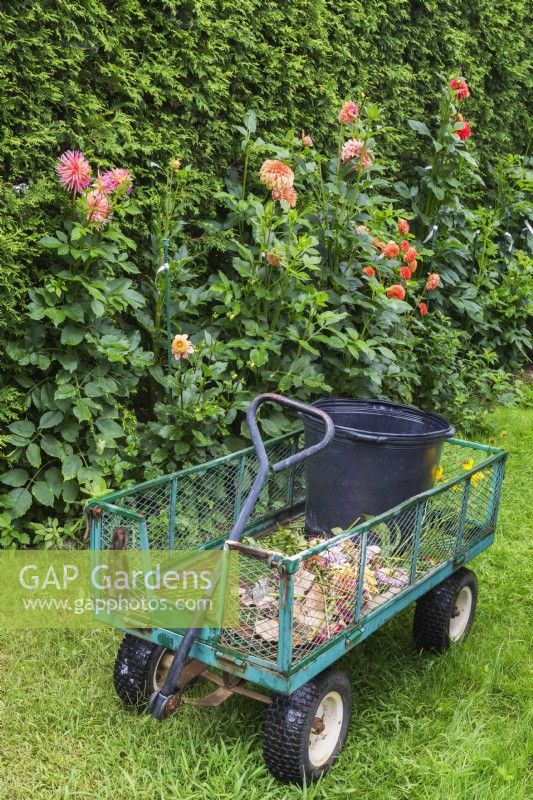 Chariot à plantes rempli de fleurs, de feuilles et d'autres matières organiques de dahlia épuisées dans le jardin de l'arrière-cour en été, Québec, Canada - août
