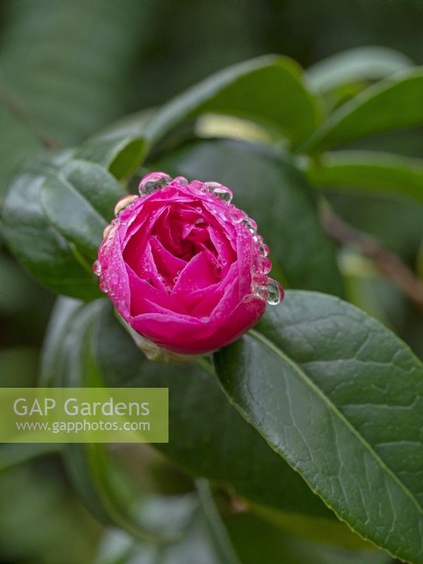 Camellia 'Cornish Spring' cuspidata japonica hiver Février