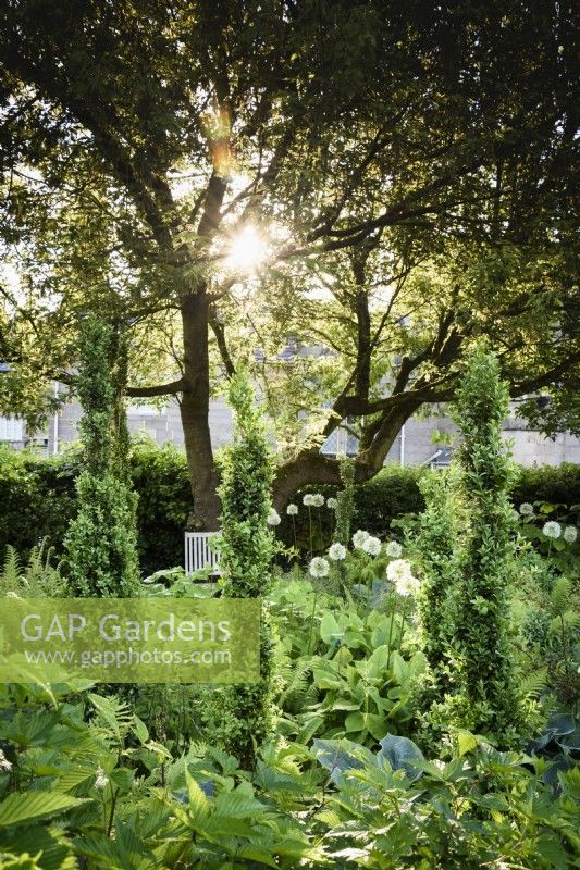 Jardin champêtre en juin avec buis fastigié et alliums blancs