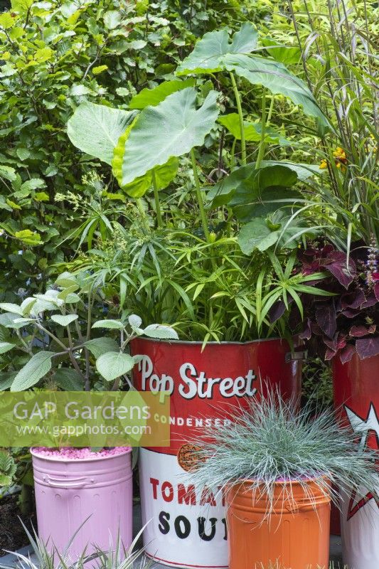 Une petite cour de ville inspirée du Pop Art et du Street Art, avec des pots en métal assortis (poubelles de cuisine vintage et réutilisées) plantés de fétuque bleue, plante parapluie et alocasia.