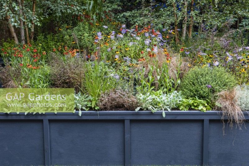 Un parterre de fleurs surélevé en bois est peint en gris foncé, créant un contraste saisissant avec les plantes à feuillage gris, les graminées ornementales rouillées et les asters et rudbeckias colorés.