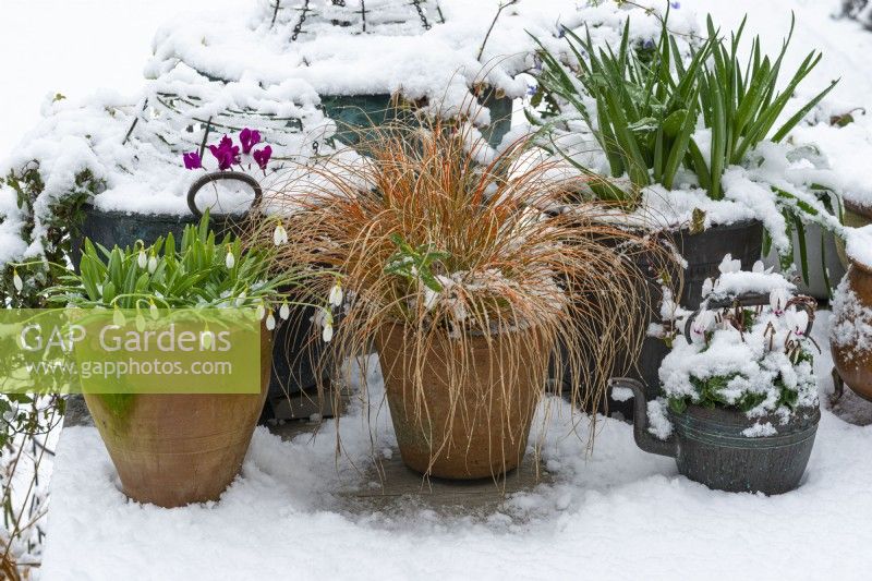Une scène de terrasse en bois enneigée, avec des pots de Carex testacea 'Prairie Fire', des perce-neige, du cyclamen et du Muscari feuillu