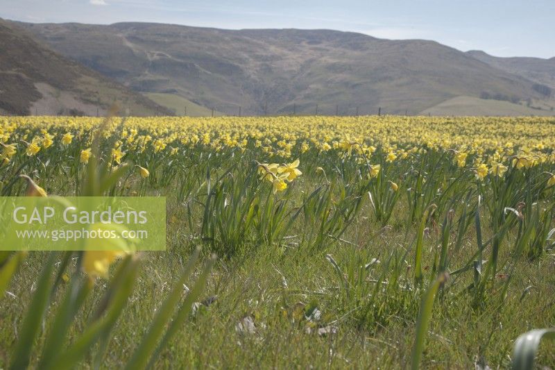 Voir à travers les champs de Narcissus syn cultivés. jonquille dans les montagnes cambriennes à Pwllpeiran, une ferme de recherche unique en altitude.