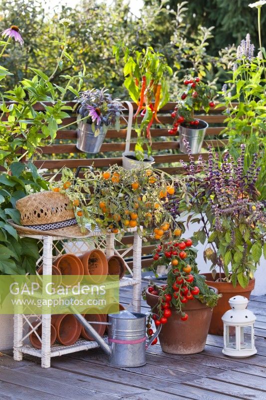 Pots à tomates 'Tumbling Tom' et basilic sur toit terrasse en bois.