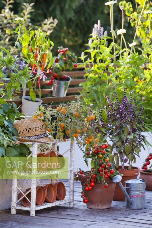 Pots à tomates 'Tumbling Tom' et basilic sur toit terrasse en bois.