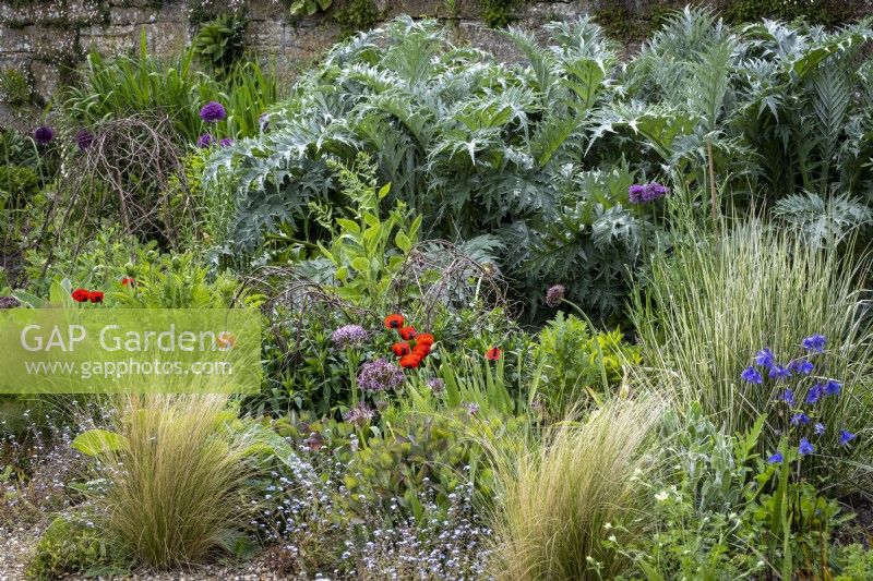 Stipa tennuissima, et Papaver 'Ladybird' avec Allium cristophii soutenu avec Cardon en parterre de fleurs au début de l'été. Rameaux de noisetier souples utilisés comme supports de plantes.