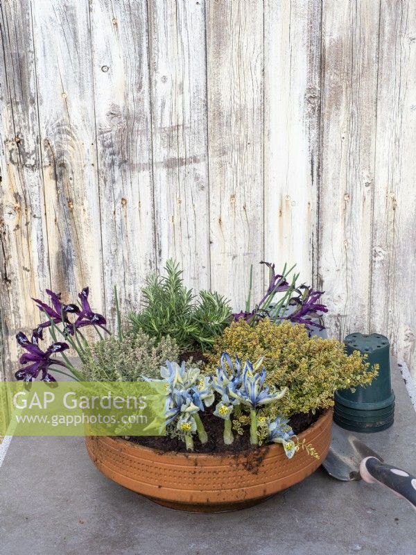 Plantez un pot en terre cuite avec des herbes et des premiers Iris reticulata
