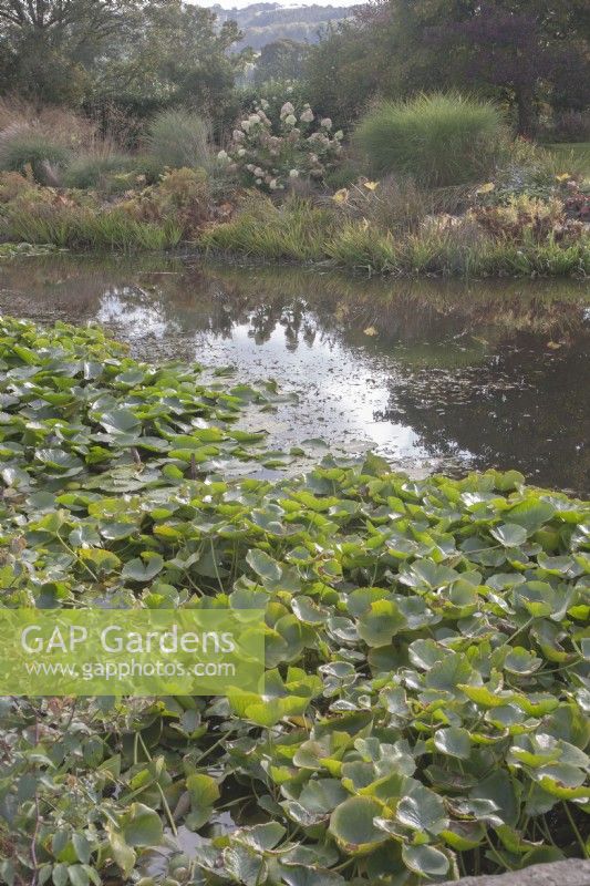 Vue sur grand étang avec Nymphaea syn. nénuphars en automne. Marginaux. Parterre de graminées ornementales et Hydrangea paniculata de l'autre côté. Reflets dans l'eau.