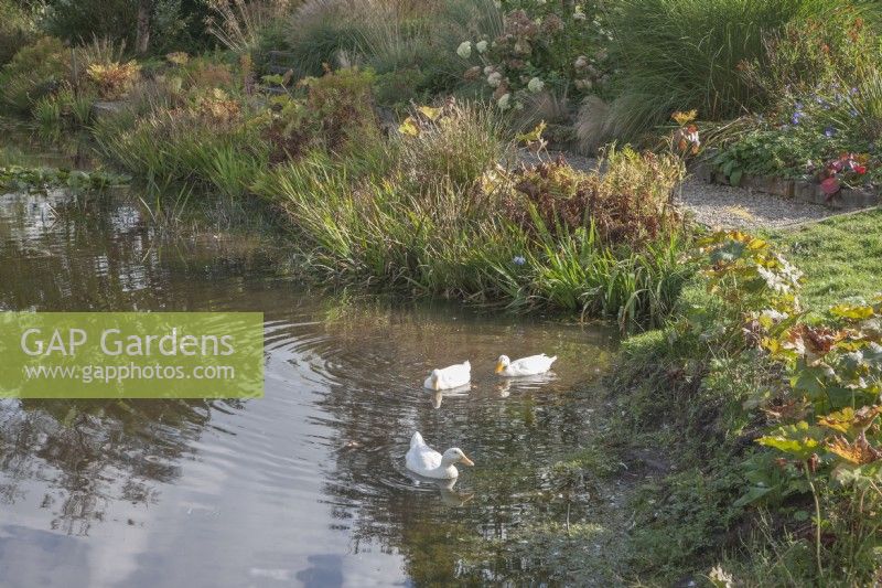 Vue sur l'étang aux marges et parterre de fleurs décoratives avec graminées ornementales et Hydrangea paniculata. Canards blancs élevés à la main. Nymphée syn. nénuphars. Reflets dans l'eau.