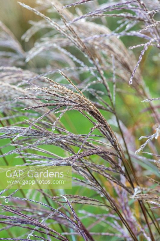 Miscanthus sinensis 'Starlight', une herbe ornementale compacte avec des panicules de graines blanches et douces de la fin de l'été, teintées de brun rougeâtre à l'automne.
