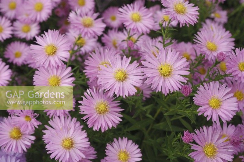 Symphyotrichum novi-belgii 'Petite Dame Rose'