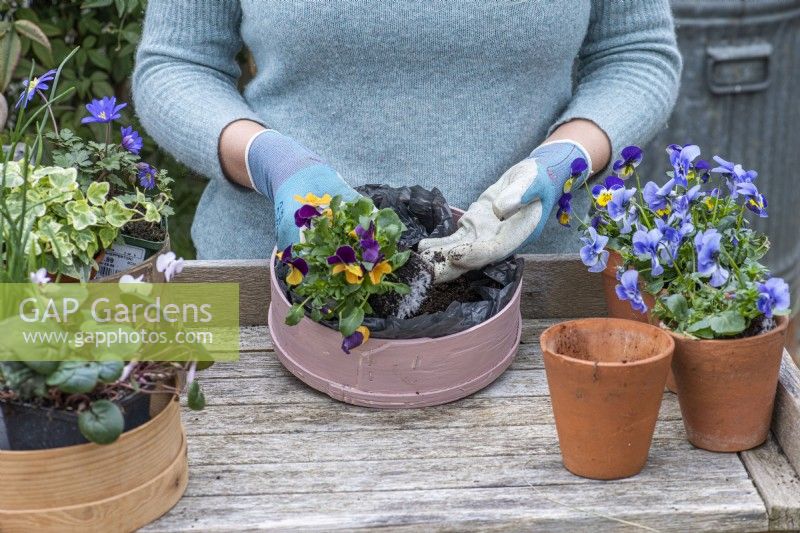 Étape par étape, planter des tamis à farine en bois avec des fleurs printanières. Étape 12 ; plante avec des altos de couleurs différentes.