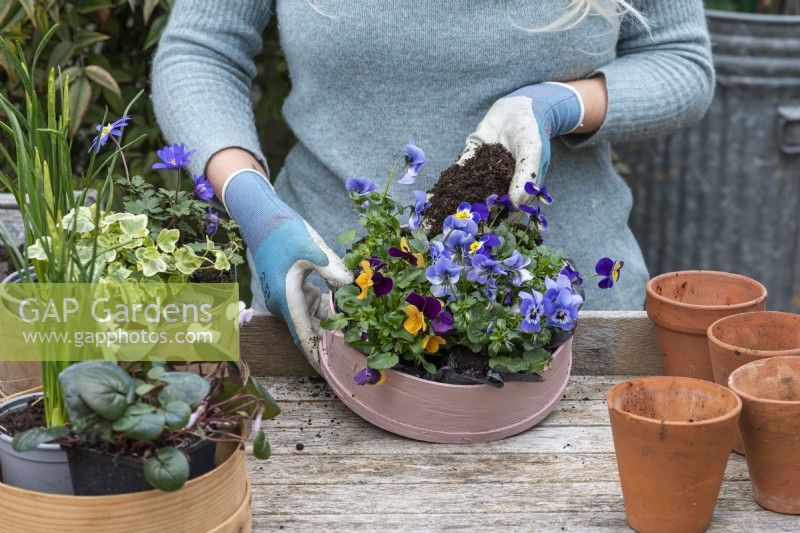 Étape par étape, planter des tamis à farine en bois avec des fleurs printanières. Étape 13 : remplissez les espaces entre les plantes avec du compost, raffermissez-les et arrosez abondamment.
