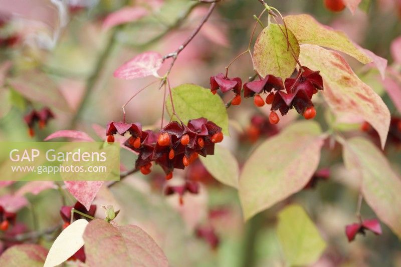 Euonymus planipes 'Sancho'