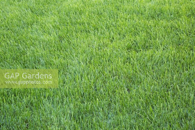 Poa pratensis - pelouse de pâturin du Kentucky dans l'arrière-cour à la fin de l'été - septembre