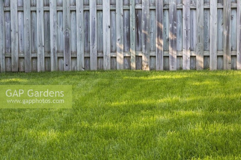 Poa pratensis - pelouse de pâturin du Kentucky et clôture en planches de bois dans la cour arrière à la fin de l'été - septembre
