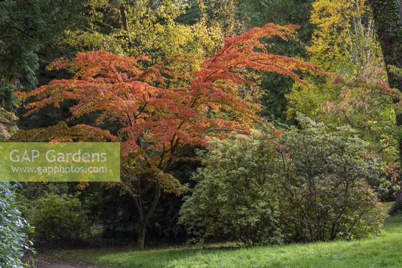Acer micranthum, érable à petites feuilles, a un feuillage vert qui, à l'automne, vire à l'orangé, au doré et au rouge. Planté dans le jardin d'azalées.