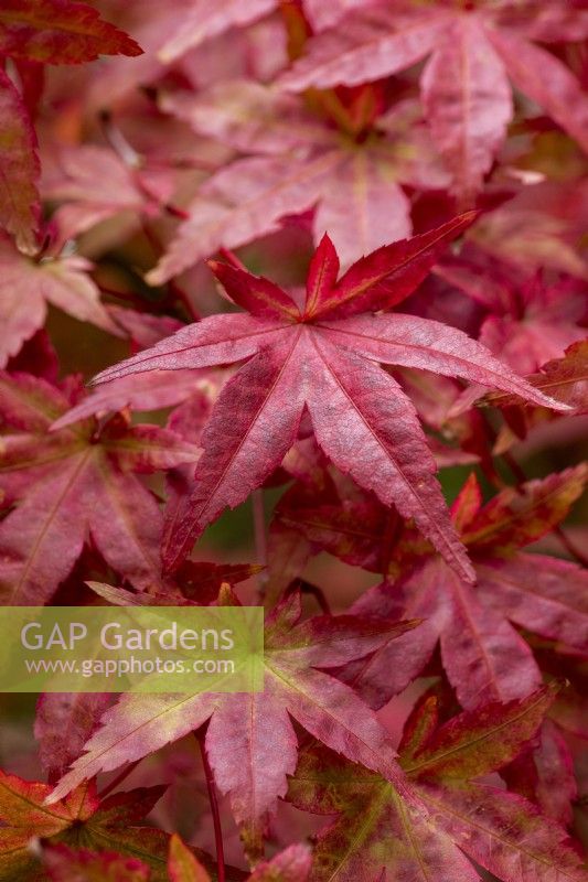 Acer palmatum 'Ginko-san', un petit érable japonais aux feuilles vertes fortement dentées qui, en automne, virent au rouge riche.