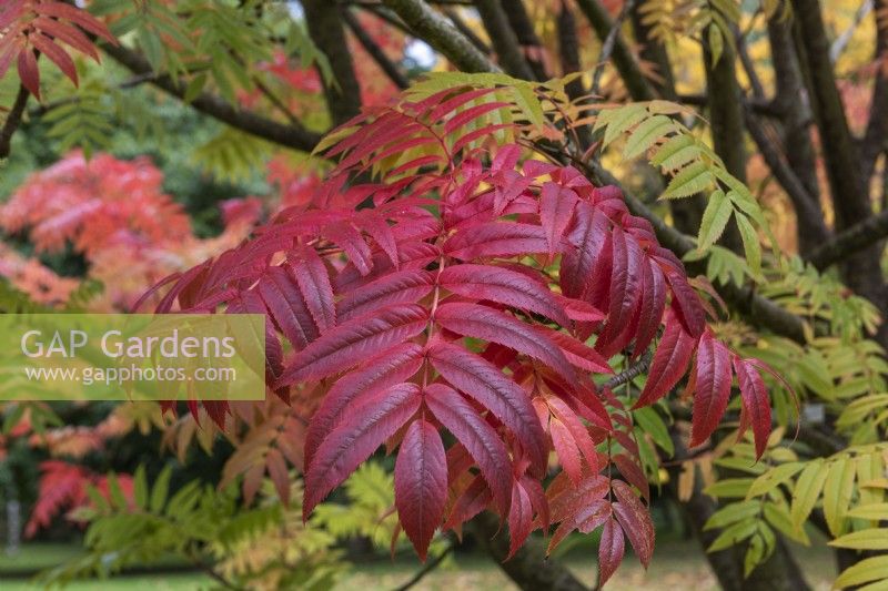 Sorbus ulleungensis 'Olympic Flame, le sorbier de l'île d'Ulleung, a de grandes feuilles vertes composées de nombreuses folioles qui, à l'automne, virent aux rouges et aux oranges vifs.