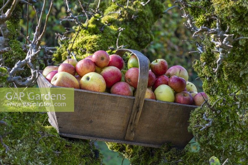 A l'automne, dans le potager, au creux d'un pommier séculaire repose une tonne en bois remplie de pommes à manger.