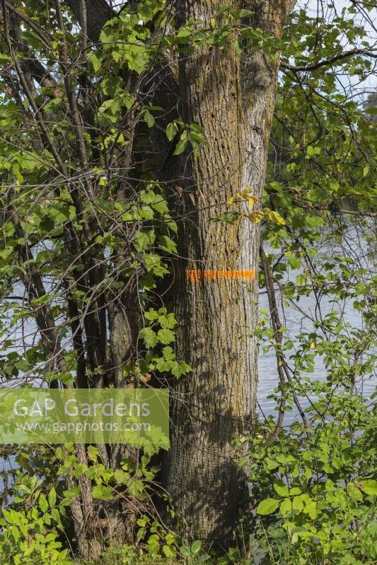 Arbre à feuilles caduques affecté par la maladie marqué pour abattre avec de la peinture fluorescente orange à la fin de l'été, Ile des Moulins, Vieux Terrebonne, Québec, Canada - Septembre