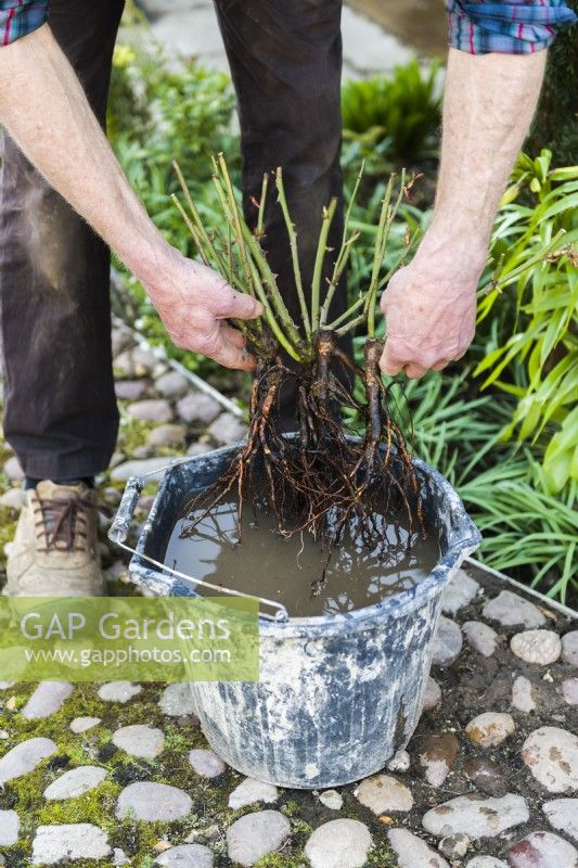 Plantation d'un rosier à racines nues. Étape 2 . Faire tremper les racines dans un seau d'eau pendant quelques minutes avant de planter.