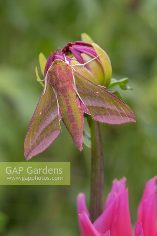 Deilephila elpenor - Elephant Hawk Moth reposant sur bouton floral dahlia