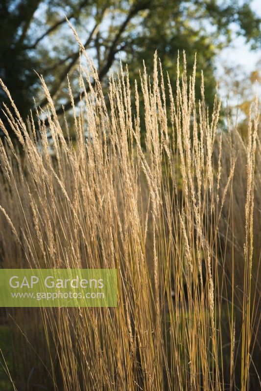 Calamagrostis x acutiflora 'Karl Foerster' - novembre.