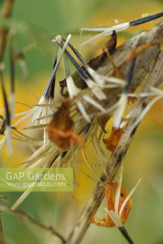 Tagetes tenuifolia 'Golden Gem' Signet Marigolds Seeds commençant à tomber de la fleur morte Septembre