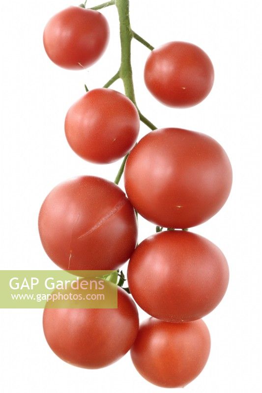 Solanum lycopersicum Tomate 'Ailsa Craig' Syn. Lycopersicon esculentum Un fruit fendu ou fêlé Août