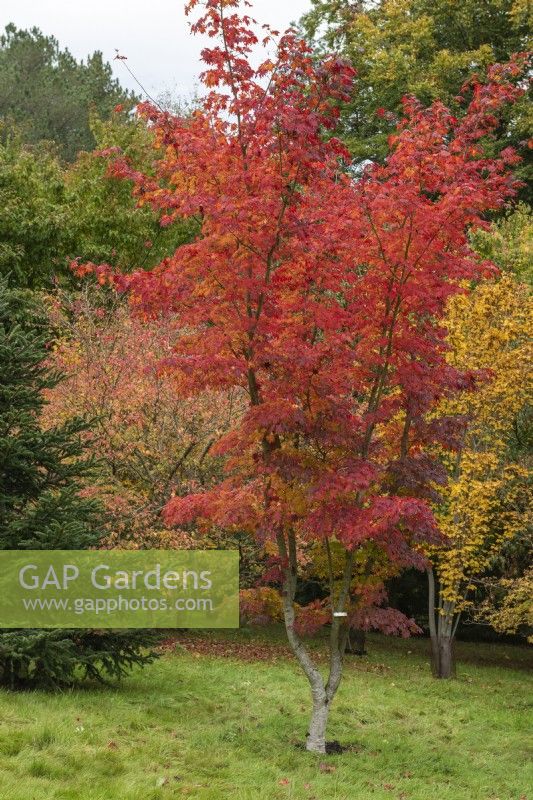 Acer pseudosieboldianum, faux érable de Siebold, porte des feuilles fortement dentées et lobées qui, à l'automne, prennent des teintes de rouge, d'orange et de jaune.